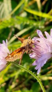 Click to view this image in a large viewer