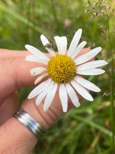 Click to view this image in a large viewer