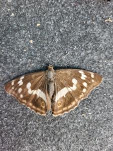 Click to view this image in a large viewer