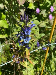 Click to view this image in a large viewer