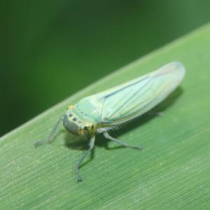 Click to view this image in a large viewer