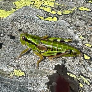 Click to view this image in a large viewer