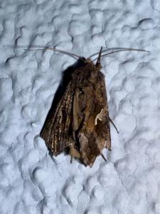 Click to view this image in a large viewer