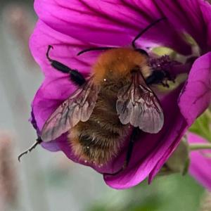 Click to view this image in a large viewer