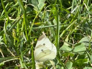 Click to view this image in a large viewer