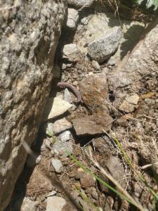 Click to view this image in a large viewer