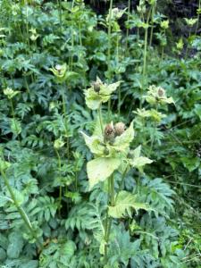 Click to view this image in a large viewer