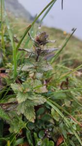 Click to view this image in a large viewer