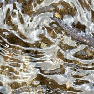 Click to view this image in a large viewer