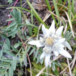 Click to view this image in a large viewer