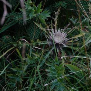 Click to view this image in a large viewer