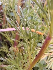 Click to view this image in a large viewer