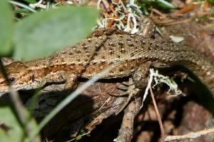 Click to view this image in a large viewer