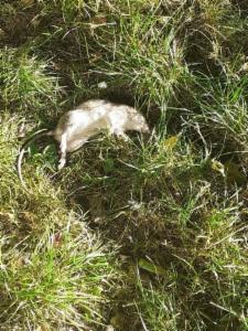 Click to view this image in a large viewer