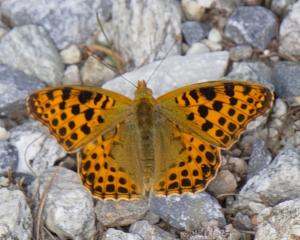 Click to view this image in a large viewer