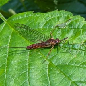 Click to view this image in a large viewer