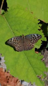 Click to view this image in a large viewer