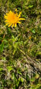 Click to view this image in a large viewer