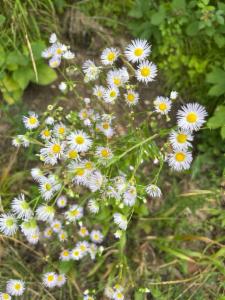 Click to view this image in a large viewer