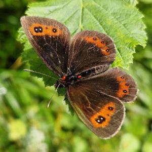 Click to view this image in a large viewer