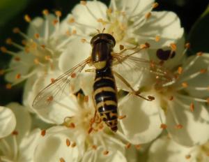 Click to view this image in a large viewer