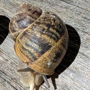 Click to view this image in a large viewer