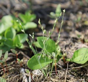 Click to view this image in a large viewer