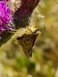 Click to view this image in a large viewer