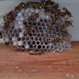 Click to view this image in a large viewer