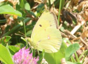 Click to view this image in a large viewer