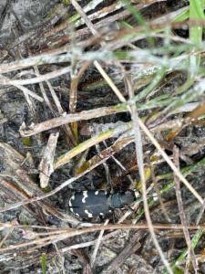 Click to view this image in a large viewer