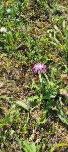 Click to view this image in a large viewer