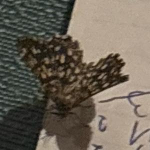 Click to view this image in a large viewer