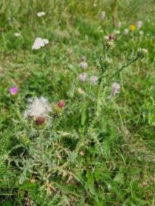 Click to view this image in a large viewer