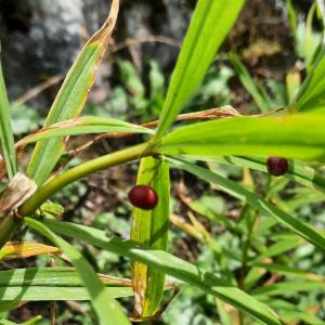 Click to view this image in a large viewer