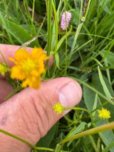 Click to view this image in a large viewer