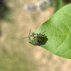 Click to view this image in a large viewer