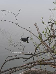 Click to view this image in a large viewer