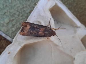 Click to view this image in a large viewer