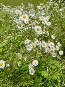 Click to view this image in a large viewer