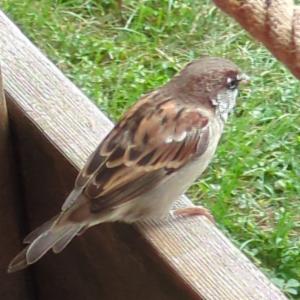 Click to view this image in a large viewer