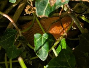 Click to view this image in a large viewer