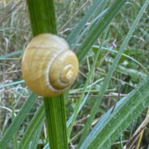 Click to view this image in a large viewer