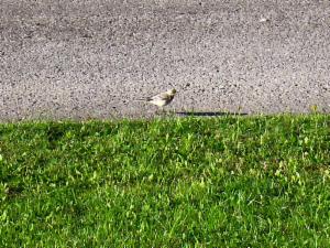 Click to view this image in a large viewer