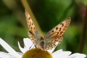 Click to view this image in a large viewer