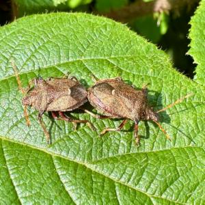 Click to view this image in a large viewer