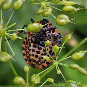 Click to view this image in a large viewer