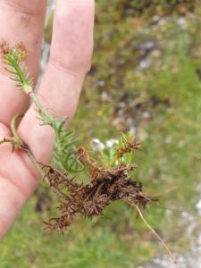 Click to view this image in a large viewer