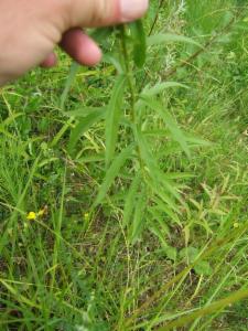 Click to view this image in a large viewer