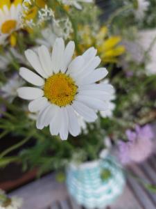 Click to view this image in a large viewer